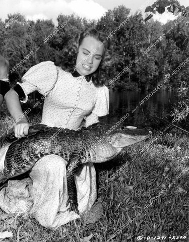 crp-09267 1951 Terry Moore wrestling an alligator film The Barefoot Mailman crp-09267