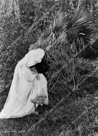 crp-09277 1951 Terry Moore stalking an alligator film The Barefoot Mailman crp-09277